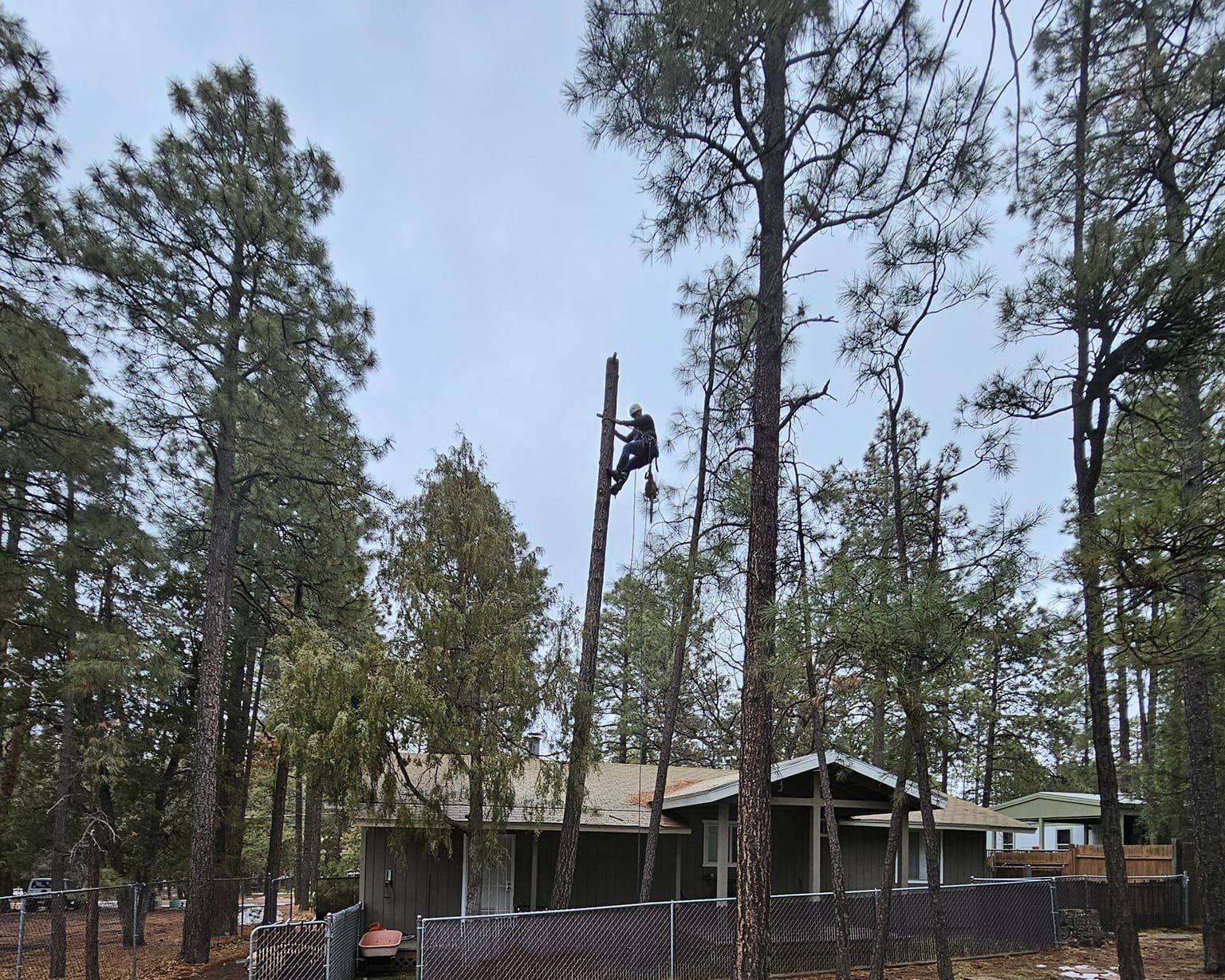 Tree removal specialist wearing safety gear while skillfully cutting down a large tree, using a chainsaw. The worker is secured with harnesses among the dense branches, carefully removing sections of the tree.