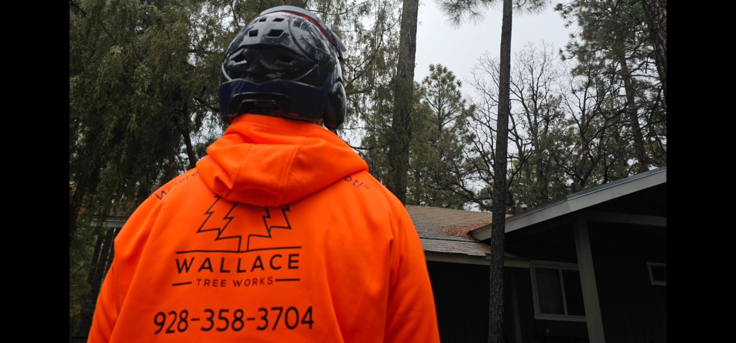 Professional tree service workers trimming and maintaining trees.